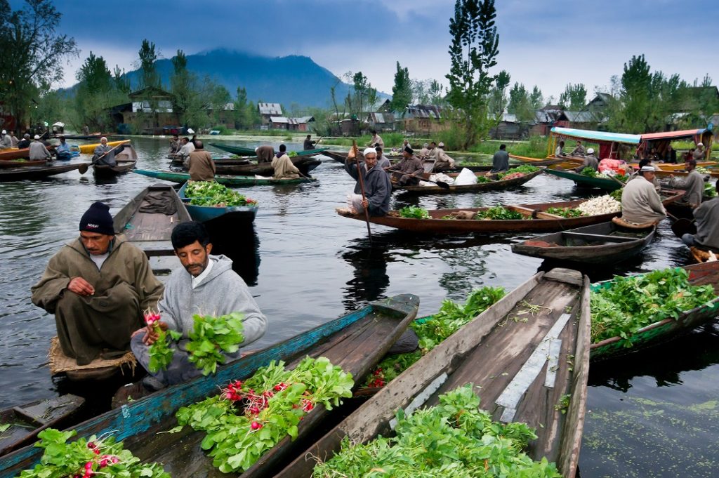 Flowers in Dal lake