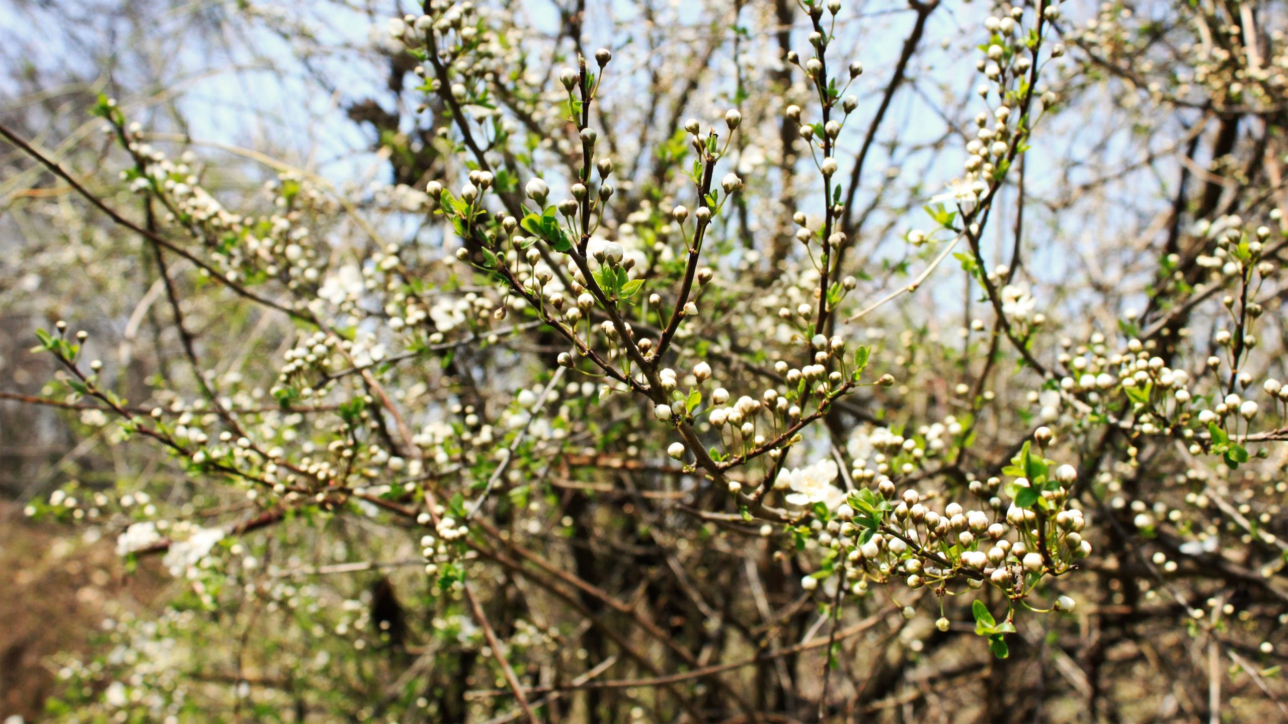 Dachigam