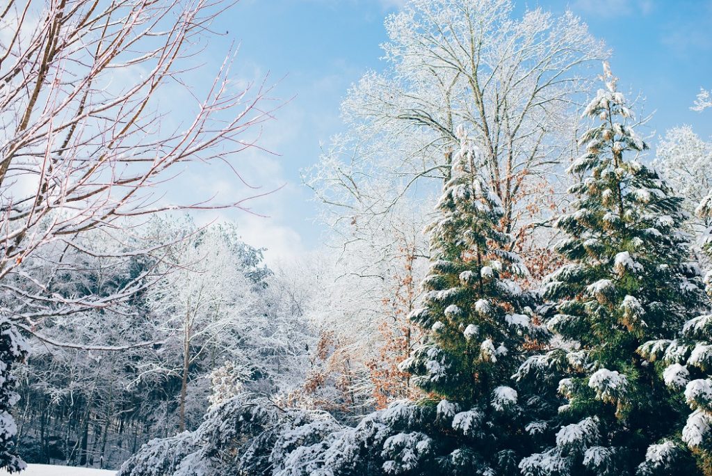 Snow on trees