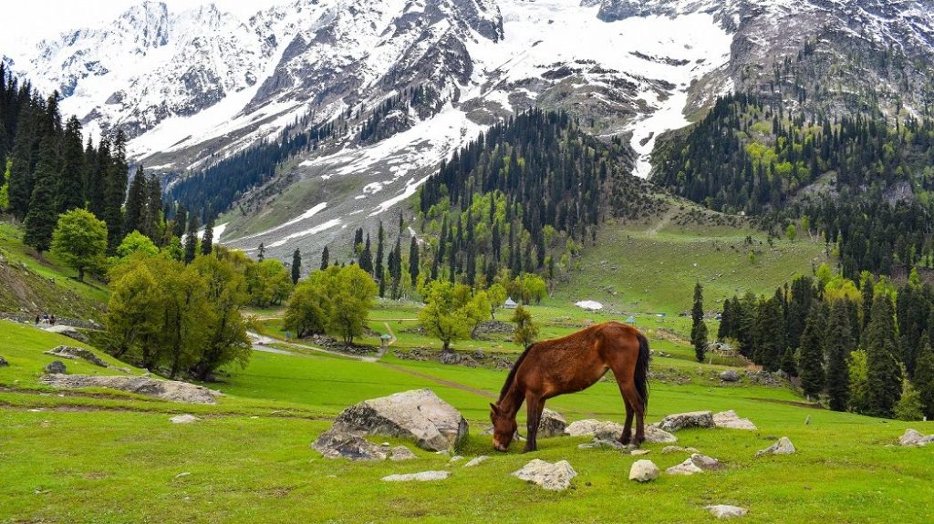 Kashmir Family Trip