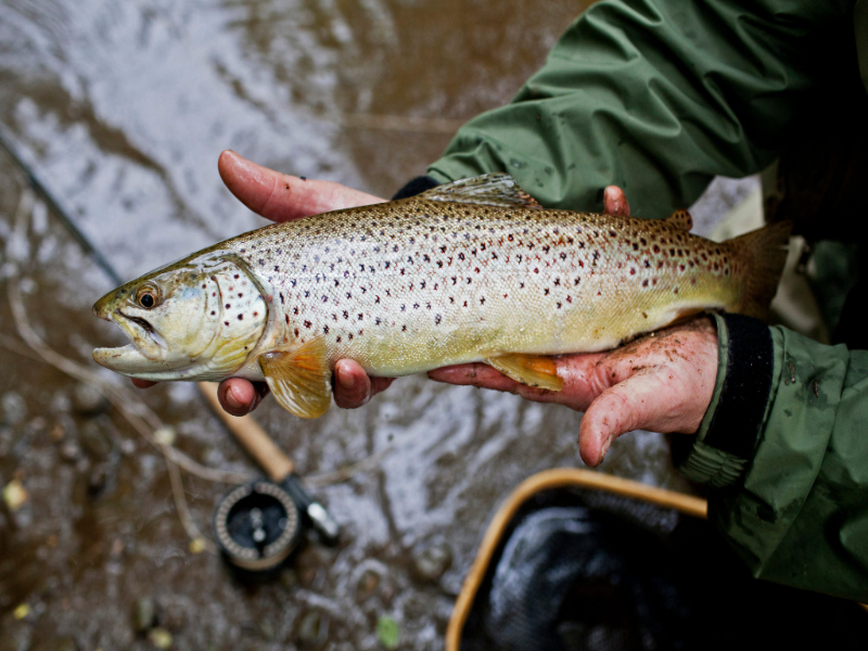 Kokernag Trout Farming Centre