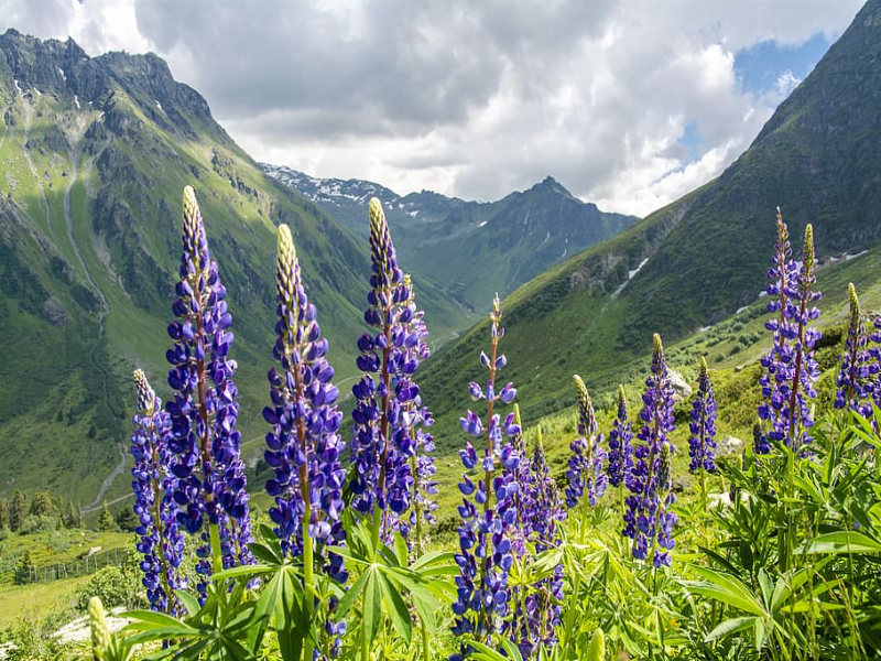 Gulmarg's beauty blooming