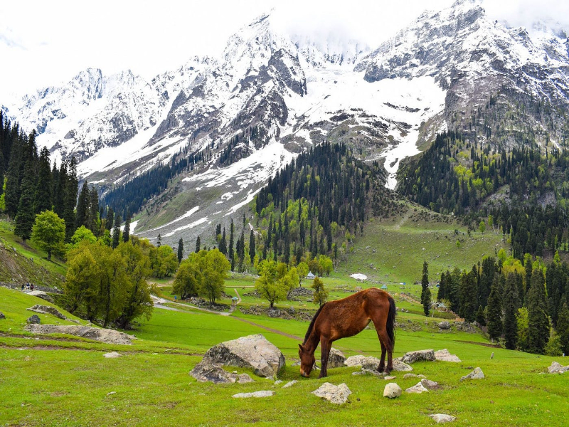 Gulmarg