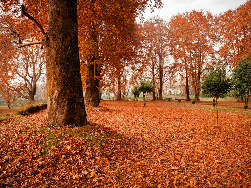 Nishat Bagh