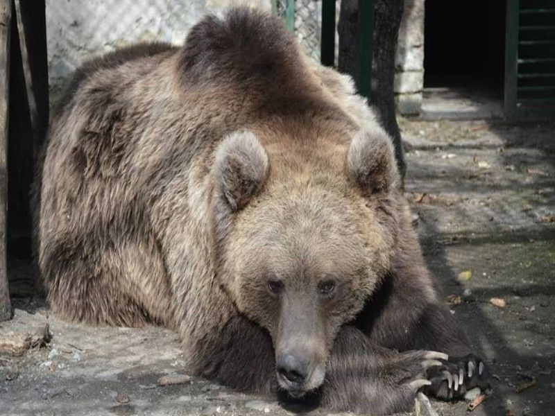 The Himalayan brown bear 