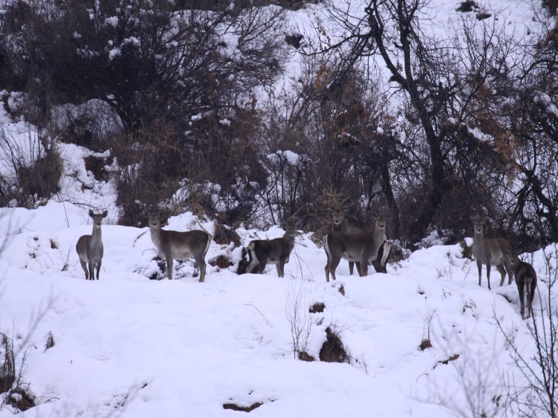 Srinagar Wildlife Snow Safaris