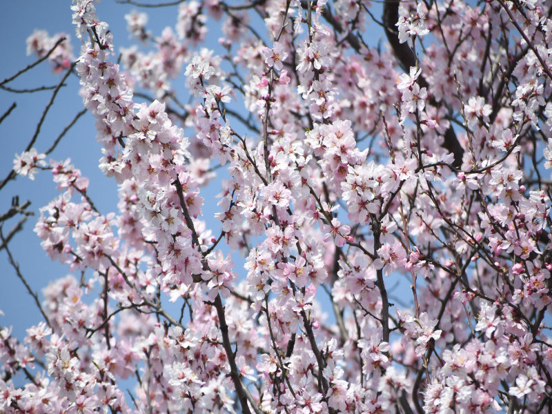 Spring at Badamwari