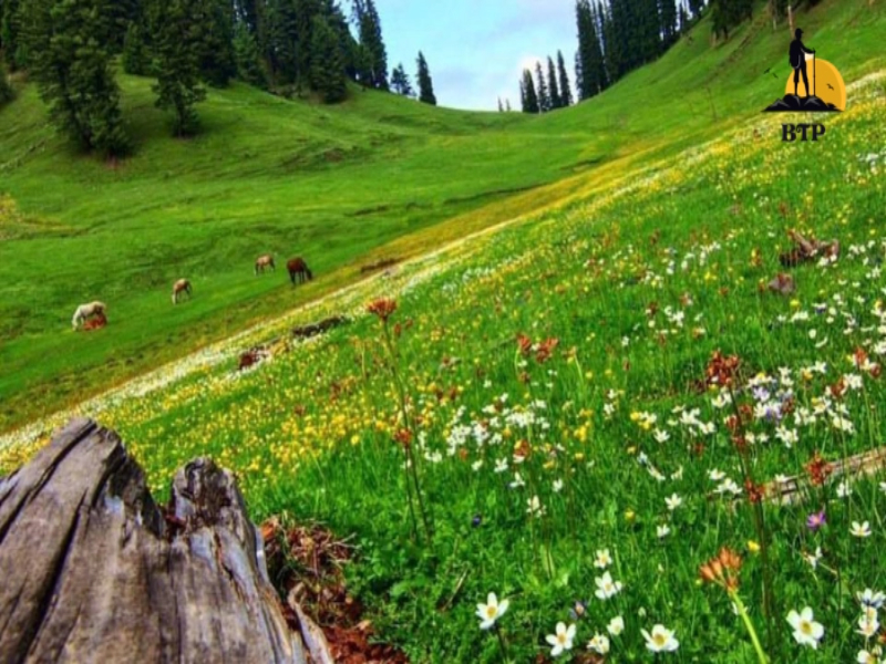 Largest meadow in Kashmir