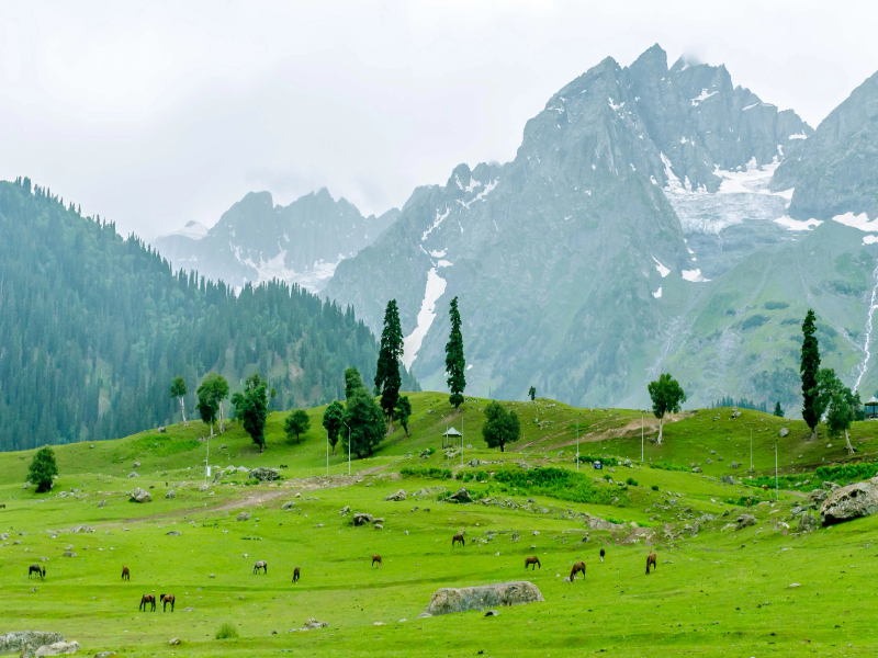 The green and shining valley of Sonamarg