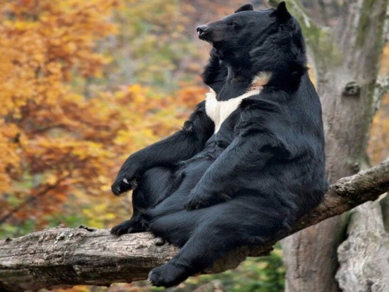 The Himalayan Black Bear,