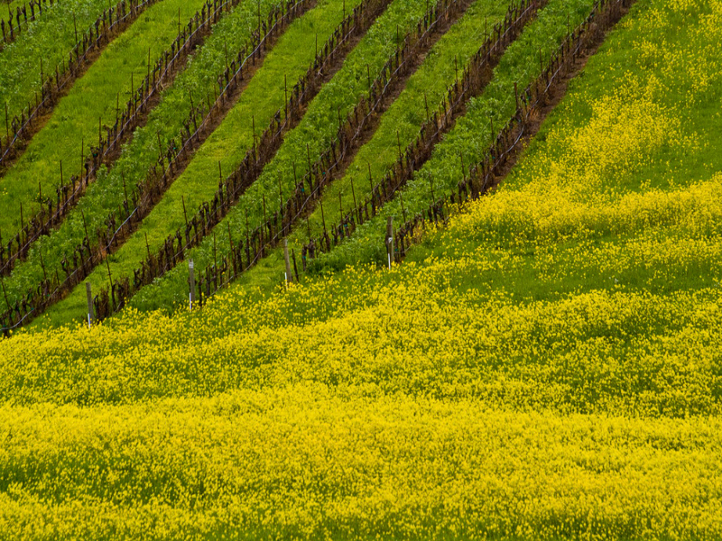 The mustard crop