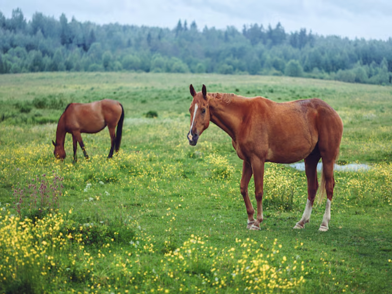 A wild horse