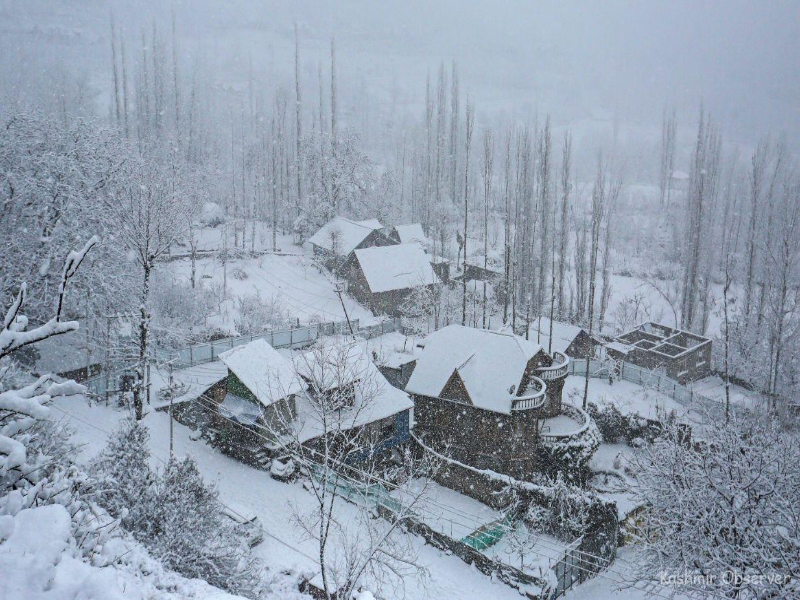 Snow-covered trees 