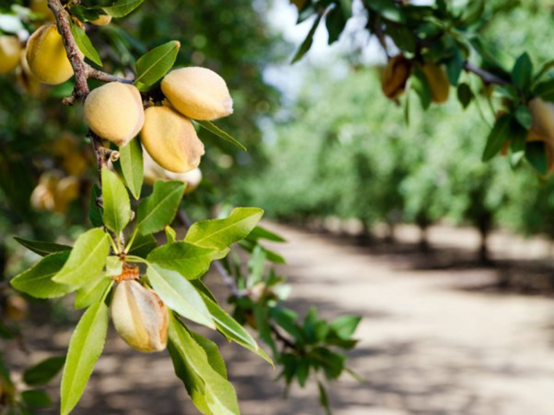 Almond trees