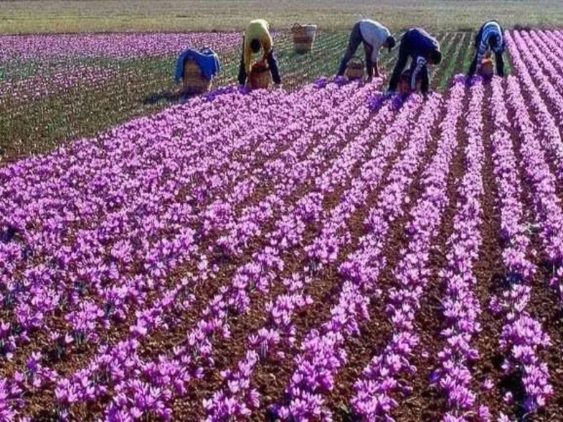 Saffron flowers