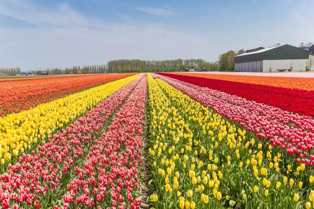 Tulip garden