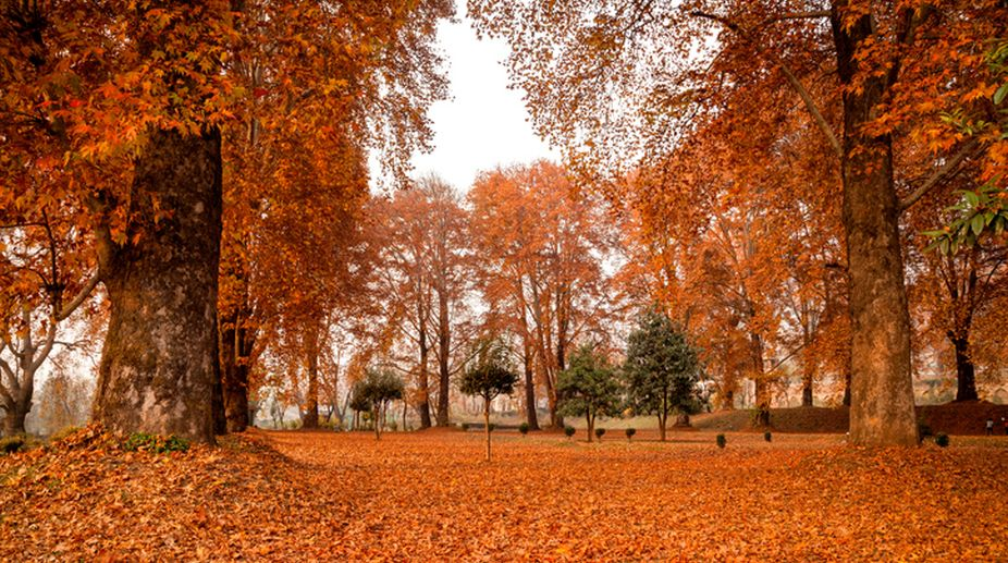 Chinar trees Autumn 