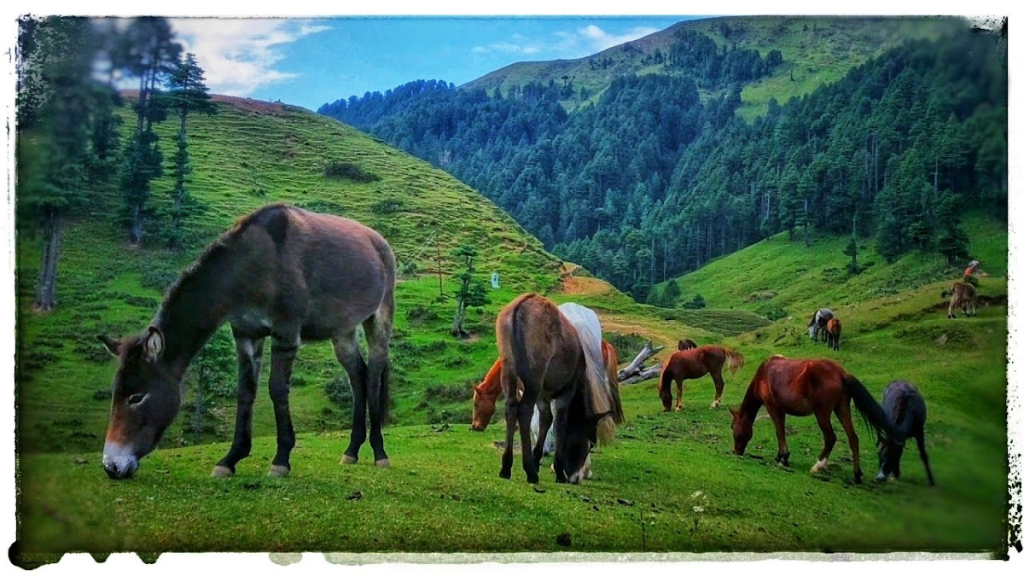 Dudu Valley 