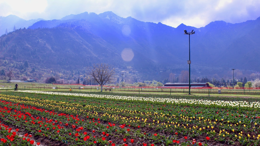 Tulip Garden