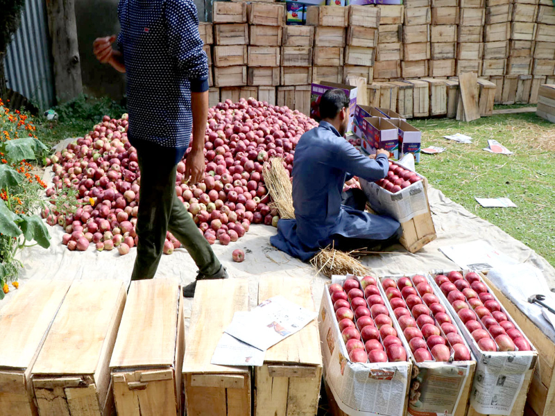 Apple picking