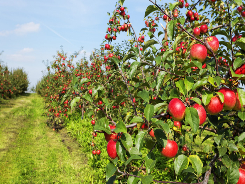 Kashmir apple orchard journey