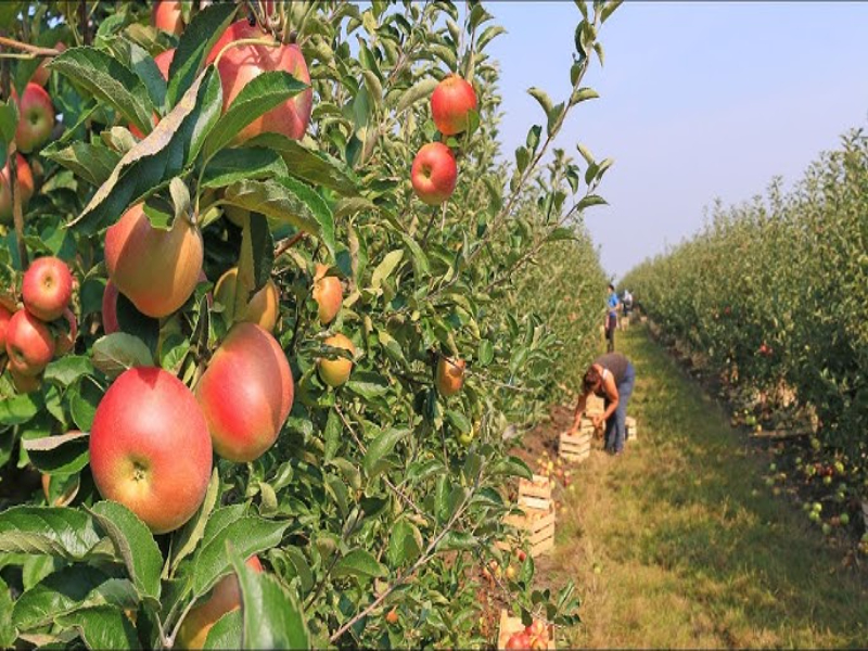 Harvesting