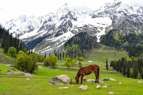 Sonamarg Kashmir