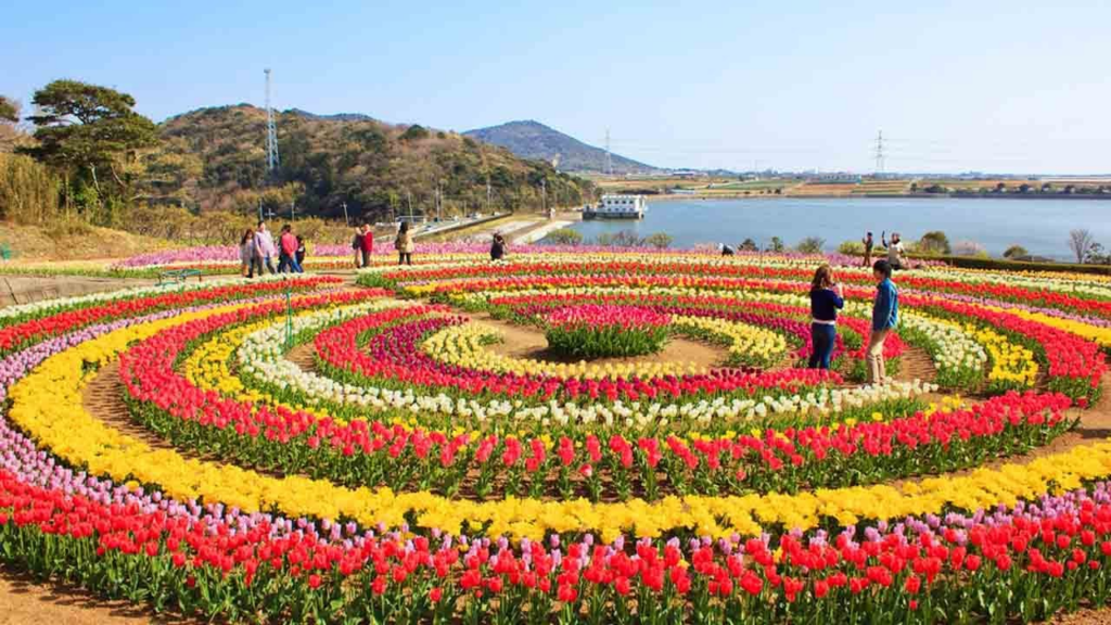 Tulip garden Srinagar